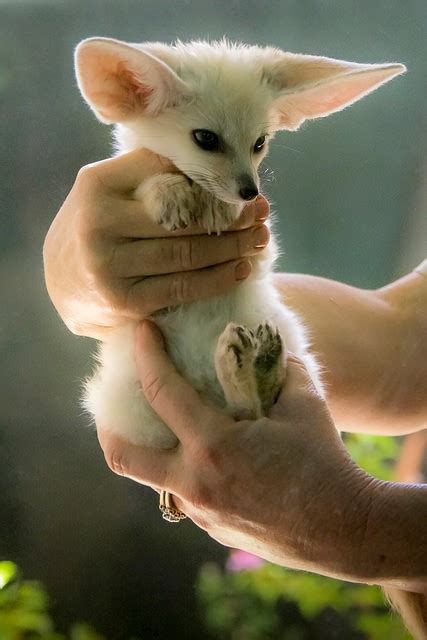 fennec fox pet legal states|can you own fennec foxes.